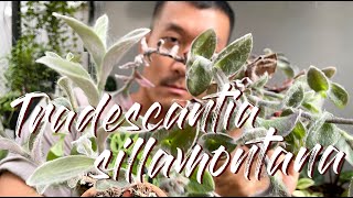 Tradescantia Sillamontana Care Tips and Propagation  WITH UPDATES [upl. by Amsirp]