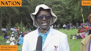 Kill the butterflies Kiambu farmers want farmlands fumigated due to infestation [upl. by Adnilram691]