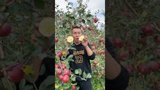 Showing the beautiful nature fruit [upl. by Adiv]