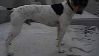 Bodeguero Andaluz y Labrador Video 2 [upl. by Salohcim]