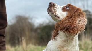 Gundog Training  Twig back in the Rabbit Pen [upl. by Strep]