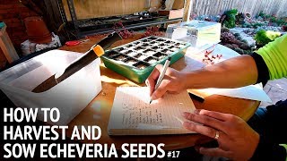 17 How to grow echeveria from seeds [upl. by Hedy]