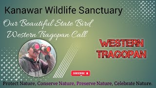 Western Tragopan Call [upl. by Anada]