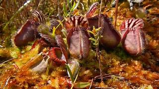 Cephalotus follicularis and more Carnivorous Plants of Albany [upl. by Emia]