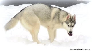 Husky Puppy eats Frozen Apples HEY APPLE Funny [upl. by Laerol]