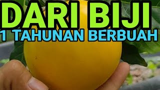 DIJUAL Bibit Abiu jumbo dari bijiga perlu sambung1 tahunan berbuah [upl. by Salamanca]