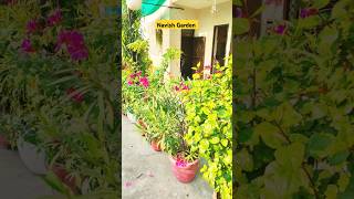 Winter flowering plants shortsfeed garden gardentips gardendesign gardening gardengingtips [upl. by Ignatia]