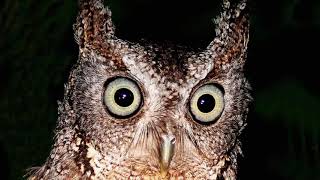 Eastern Screech Owl  Sound Call Sound Voice Hooting And Other Noises Made by the Bird [upl. by Assanav]