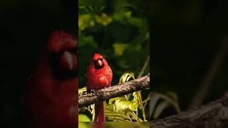 quotCardinalis Cardenalquot cardinal cardinalbird wildlife nature birds wildlifephotography [upl. by Senga]