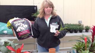 How to Transplant a Bromeliad [upl. by Vine346]