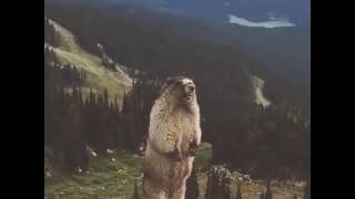 Marmotte qui crie Angry Marmot [upl. by Lyrehc512]