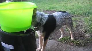 GoDogGo Cattle Dog Milo Returns ball by himselfso smart [upl. by Haret]