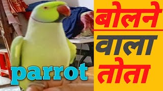 बोलने वाला तोता The talking parrot bolane vaala tota [upl. by Oliva]