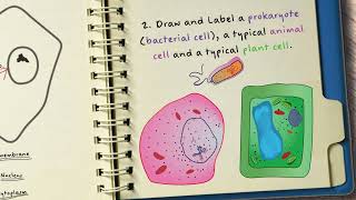 GCSE Biology Drawing and Labelling Cells  GCSE Biology Lesson 06 [upl. by Eamanna]