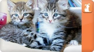 Cute Funny Amazing Pet Videos Live at The Pet Collective [upl. by Deehahs]