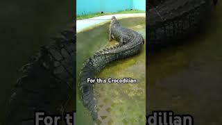 Largest Crocodile ever captured is terrifying… Meet “LoLong” [upl. by Ydaj]