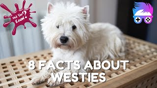 Get to Know Westies 8 Things You Need to Know About This Energetic Spunky Scottish Breed [upl. by Seko656]