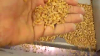 CIMBRIA SEA PIXEL  wheat optical sorter  selezionatrice ottica grano [upl. by Anabella]