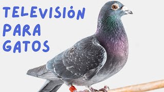 PÁJAROS PARA GATOS CON SONIDO  Televisión para Gatos de Naturaleza y Pajaritos [upl. by Ennairda411]