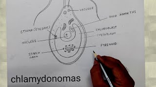 how to draw chlamydomonas I chlamydomonas diagram class 8 [upl. by Notneiuq]