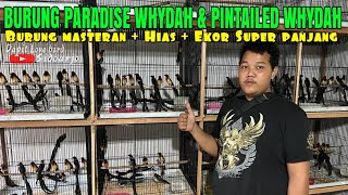 MengenaL burung Paradise whydah amp pintailed whydah Berserta harga nya [upl. by Aihsilef]