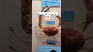 higanteng Tasmanian crab shortsvideo [upl. by Proulx]