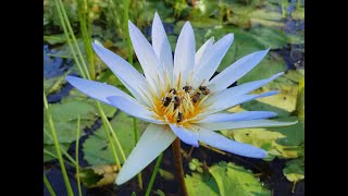 Restoration using melliferous plants [upl. by Gonzales]