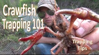 How to Catch Crawfish 101 w Gees TrapExtender [upl. by Albertine]