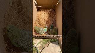 Hand feeding  P1  budgie lovebirds birdsetup wowbirds aviary petcare handfeed parakeet [upl. by Secundas246]