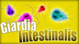 GIARDIOSIS ❗❗ Giardia lamblia Ciclo biológico síntomas diagnóstico y tratamiento  Parasitología [upl. by Imeaj564]