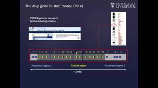 Quantification of protein isoforms by QconCAT technology by Rob Beynon [upl. by Eatnoid182]