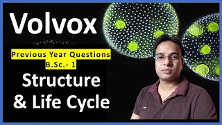 Volvox Structure and Life Cycle  Volvox asexual and sexual Reproduction  BSc 1  MSc 1 NEET [upl. by Juliann]