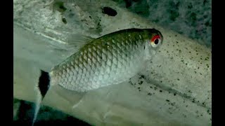 モンクホーシャ Redeye tetra Moenkhausia sanctaefilomenae [upl. by Ydnik]