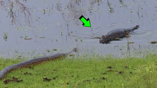 ANACONDA SE ENCUENTRA CON CAIMAN  Peleas de animales captadas en cámara [upl. by Euqinot]