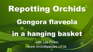 Potting Gongora flaveola in a hanging basket  same as Stanhopea [upl. by Nordek]