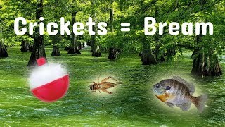 Bream Fishing with Crickets [upl. by Suoirrad]