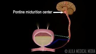 Micturition Reflex  Neural Control of Urination Animation Video [upl. by Saito]