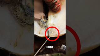 Oddly satisfying hoof cleaning and restoration 😱 shorts oddlysatisfying [upl. by Olvan]