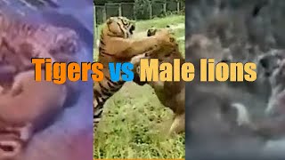 Male lions vs Tigers Ultimate Defeats Compilation 2022 HD real interactions 🦁vs 🐯 Recommended [upl. by Eriuqs]