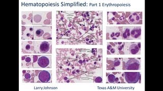 Hematopoiesis Simplified  Part 1 Erythropoiesis [upl. by Allistir]