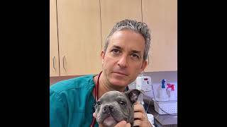 Dog Cleft Palate Surgery [upl. by Lolly]