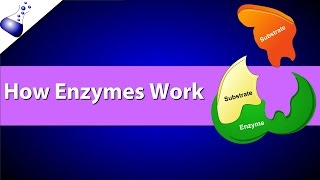 How Enzymes Work [upl. by Marcela]