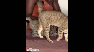 CUTE HAPPY CAT PURRING ASMR cat asmr asmrsounds catpurring catpurr shortsfeed [upl. by Ylreveb]