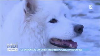 Le Samoyède un chien sibérien pour la randonée [upl. by Ytsirhk79]