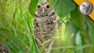 A Rare Glimpse of the Burrowing Owl [upl. by Levine]