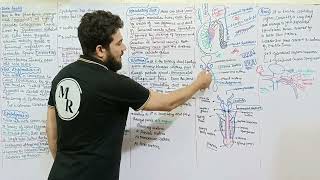 The Urethra  Essential Facts for Medical Students Key Concepts for Medical Exam  Join MR ACADEMY [upl. by Pillsbury]