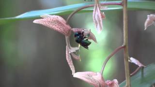 Polinização da orquídea Gongora bufonia  Orchid pollination  abelha Eufriesea violacea [upl. by Tedda]