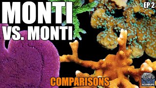 Monti vs Monti  COMPARING Montipora Corals  Capricornis Digitata Undata Encrusting amp More [upl. by Roseline15]