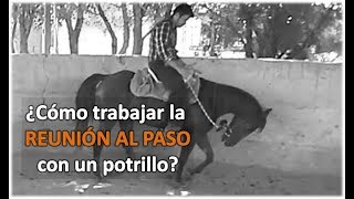 Arrendando Caballos v10 ¿Cómo trabajar la Reunión al Paso [upl. by Ferri809]