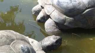 Deux tortues géantes des Seychelles prenant leur bain deau et de boue La vallée des tortues [upl. by Easlehc]